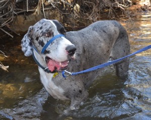 Banana has had the same nylon webbing lead for 3 years, used on countless dog walks and adventures, and it still going strong.