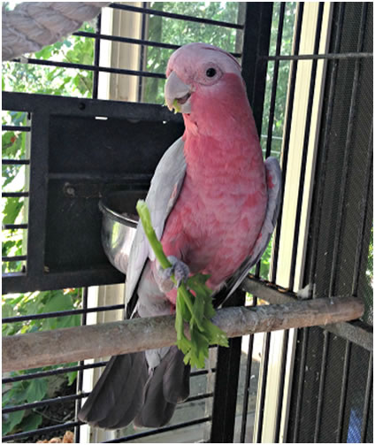 Roger the galah