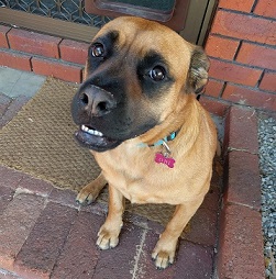 Obi the dog, smiling