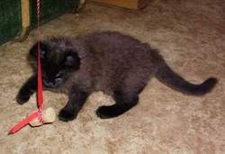 Moscow cat as a kitten playing